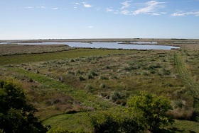 Venado de las Pampas Venado de las Pampas