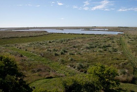 Venado de las Pampas