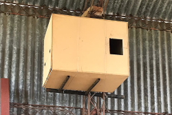 Caja nido para lechuza de los campanarios